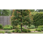 Nyssa sylvatica Wildfire