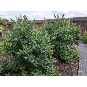 Vaccinium Northblue