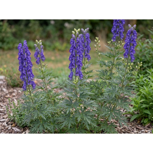 Aconitum napellus