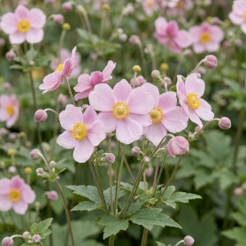 Anemone tomentosa Robustissima