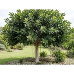 Ficus benghalensis 'Audrey'