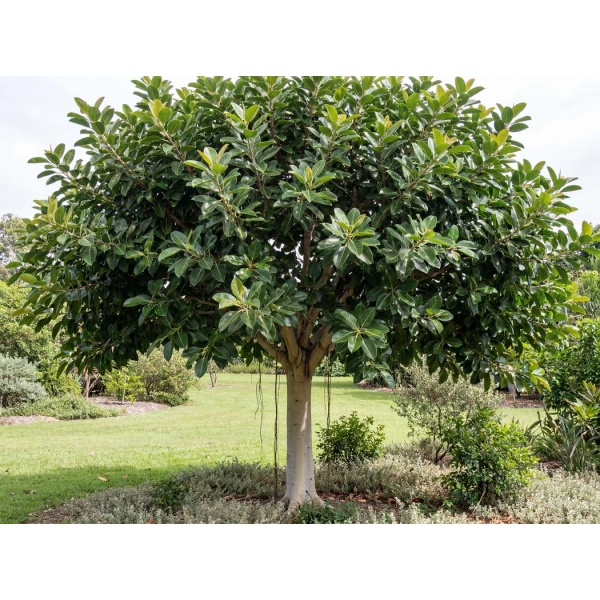 Ficus benghalensis 'Audrey'