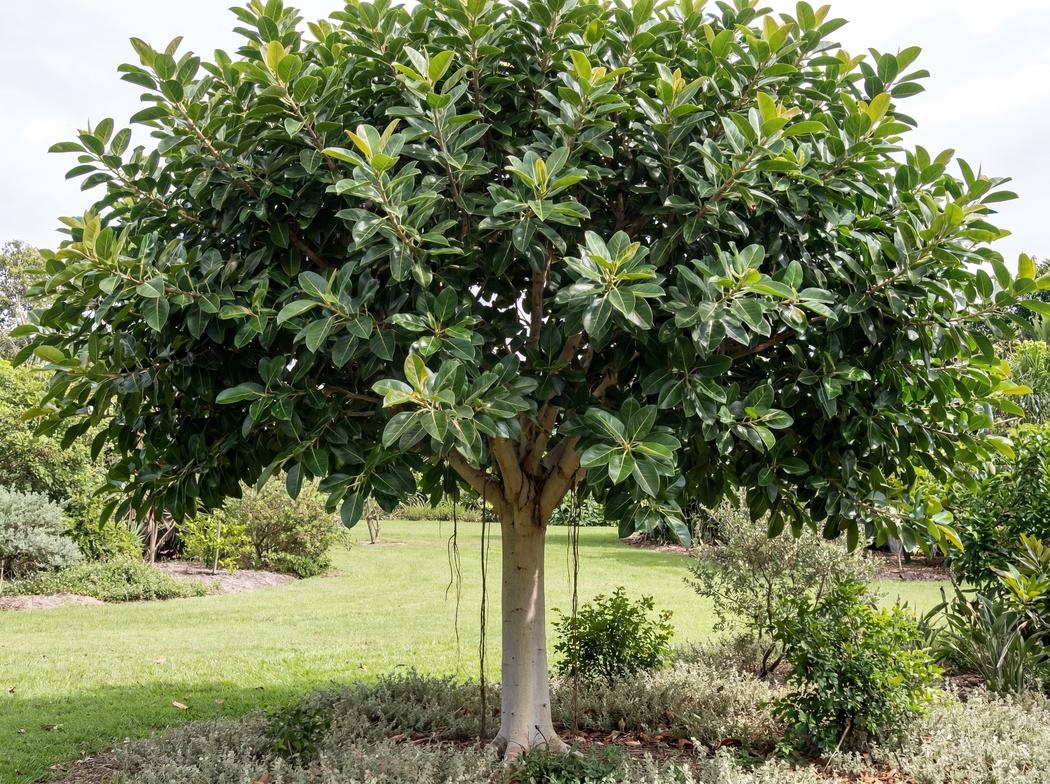Ficus benghalensis 'Audrey'