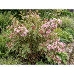 Weigela Florida Variegata