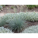 Helictotrichon sempervirens Saphirsprudel