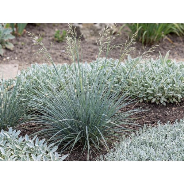 Helictotrichon sempervirens Saphirsprudel