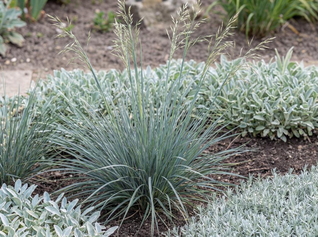 Helictotrichon sempervirens Saphirsprudel