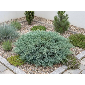 Juniperus horizontalis Andorra Compact