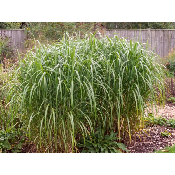 Miscanthus × giganteus