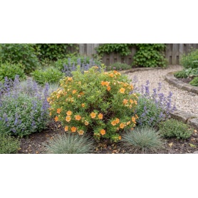 Potentilla fruticosa Bella Sol