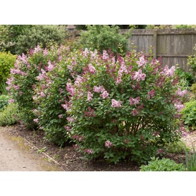 Syringa Bailbelle