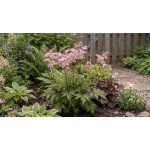 Filipendula Wbprest