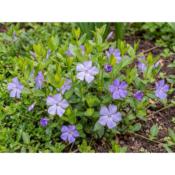 Vinca minor