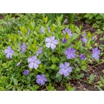 Vinca minor