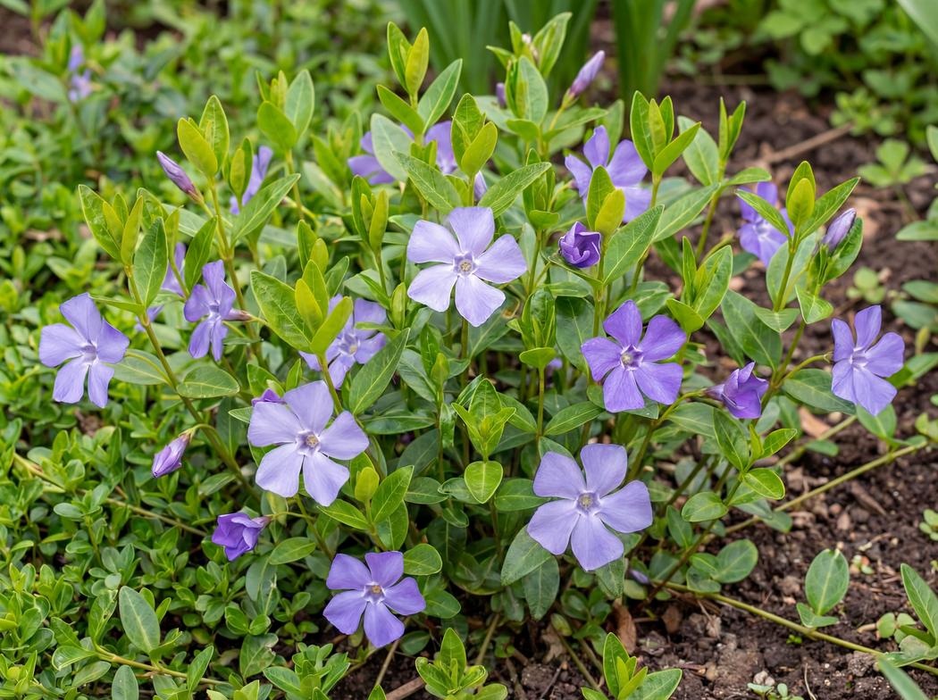 Vinca minor