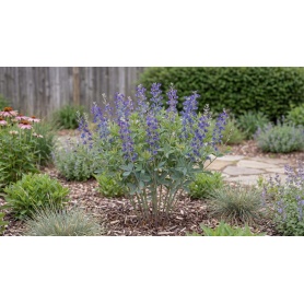 Baptisia australis