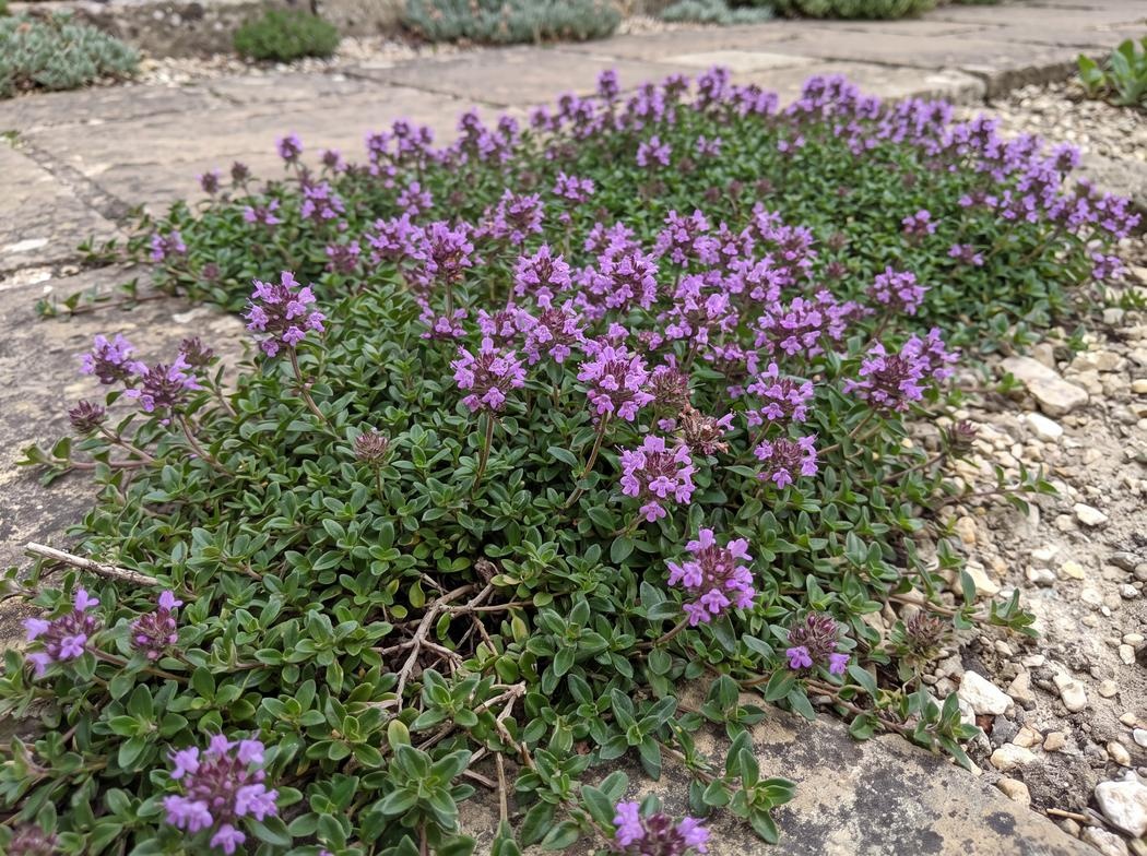Thymus serpyllum