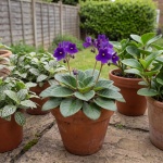 Streptocarpus ionanthus