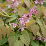 Epimedium rubrum