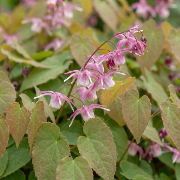 Epimedium rubrum