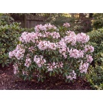Kalmia latifolia Carousel