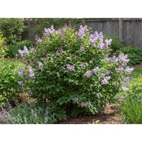 Syringa pubescens subsp. patula Miss Kim