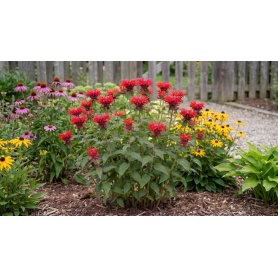 Monarda didyma Jacob Cline