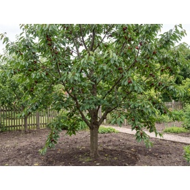 Prunus avium Bing