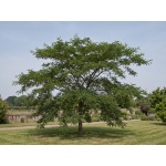 Gleditsia triacanthos f. inermis PNI 2835