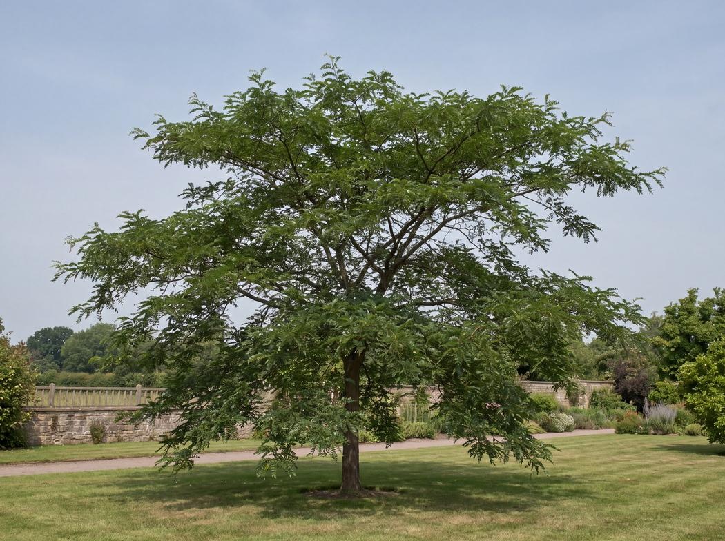 Gleditsia triacanthos f. inermis PNI 2835