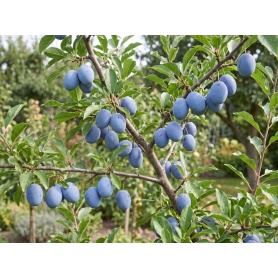 Prunus domestica Italian