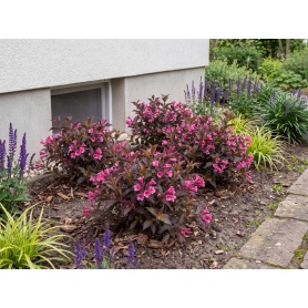 Weigela florida Bokraspiwi