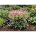 Astilbe Delft Lace