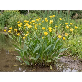Ranunculus lingua