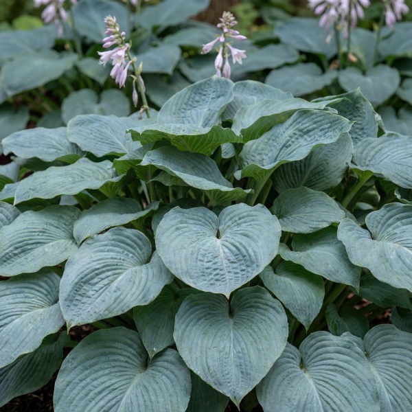 Hosta sieboldiana var. elegans