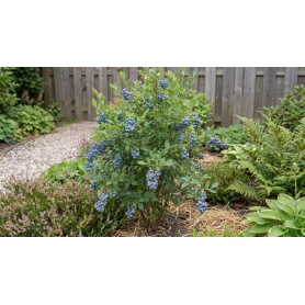 Vaccinium corymbosum Jersey