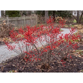 Ilex verticillata Spravy