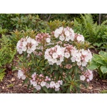 Kalmia latifolia Elf