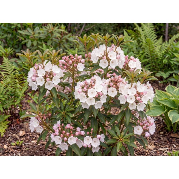 Kalmia latifolia Elf