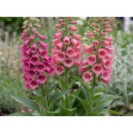 Digitalis mertonensis Summer King