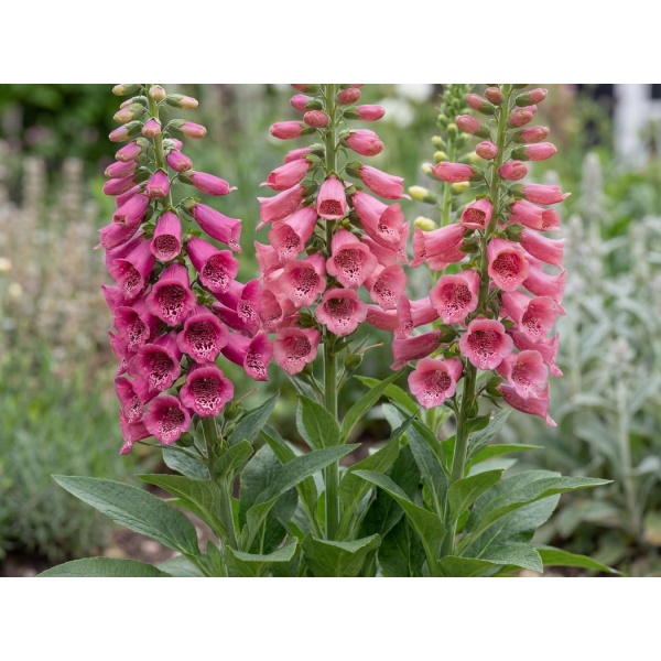 Digitalis mertonensis Summer King