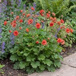 Geum Blazing Sunset