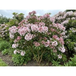 Kalmia latifolia