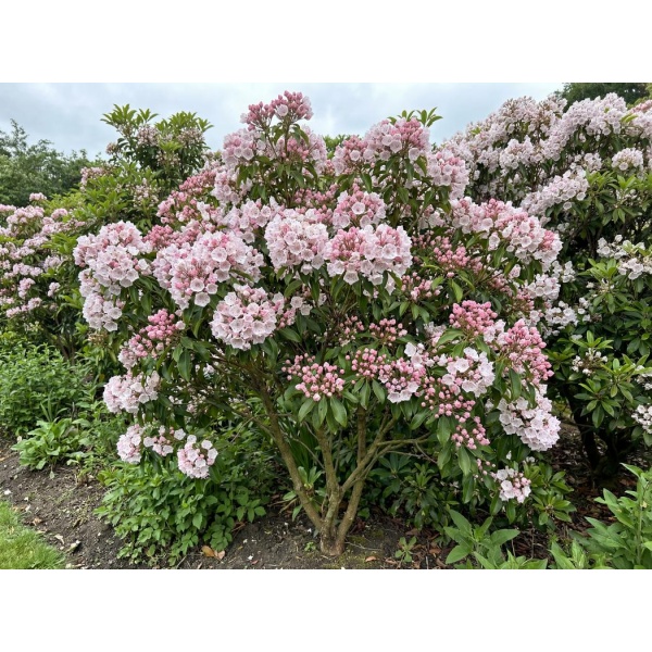 cd0340fd0be1_1050-1.jpg Kalmia latifolia
