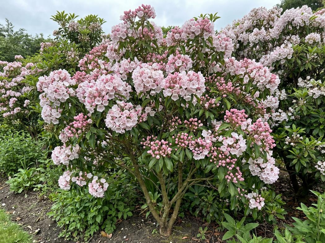 Kalmia latifolia