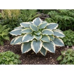 Hosta Blue Ivory