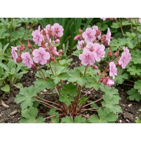Geranium macrorrhizum 'Ingwersen's Variety'