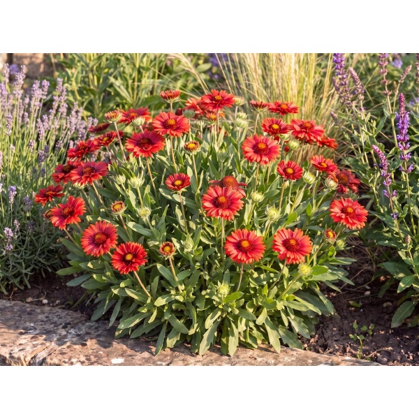 Gaillardia grandiflora Mesa Red