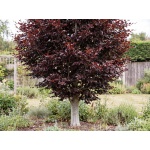 Fagus sylvatica Atropunicea