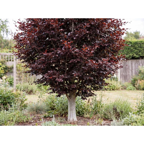 Fagus sylvatica Atropunicea
